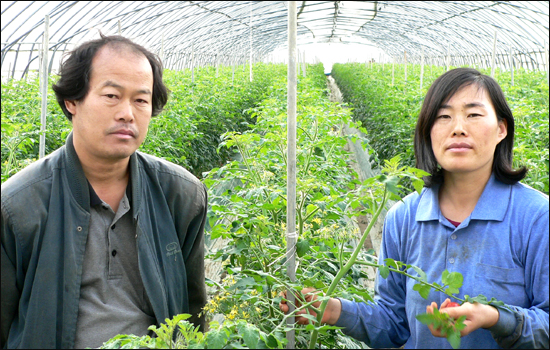 화학농약을 쓰지 않고 천적으로 방울토마토 농사를 짓는 양명규(44세), 안필순(39세)씨 부부 